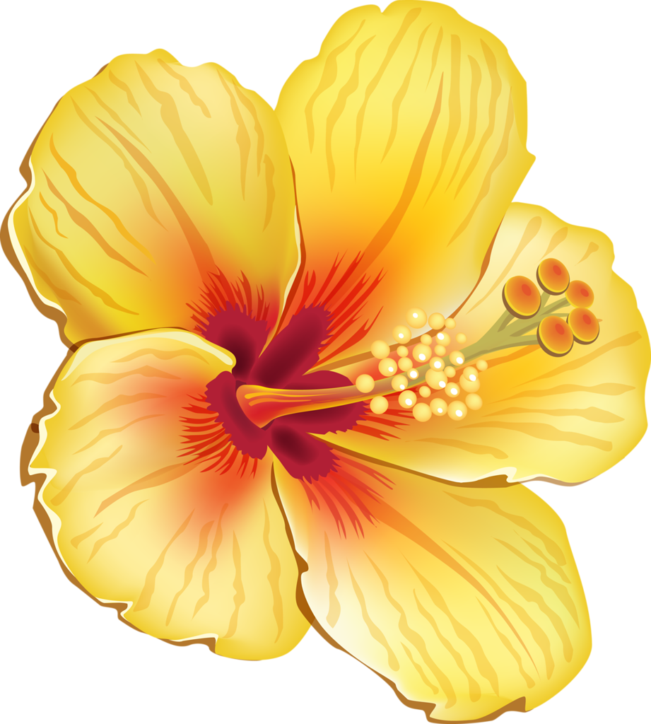 Tropical Clipart Orange Hibiscus - Yellow Hibiscus Shower Curtain (921x1024)