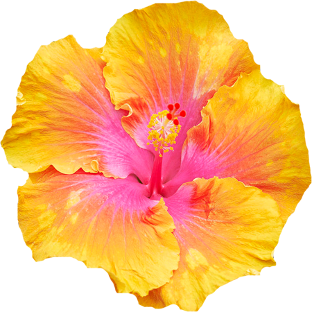 Flowers - Hawaiian Hibiscus (450x450)
