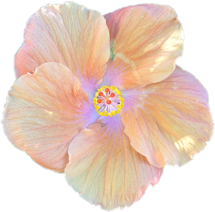 Hibiscus Flower Cartoon 19, Buy Clip Art - Hibiscus Flower Png Transparent Background (720x720)