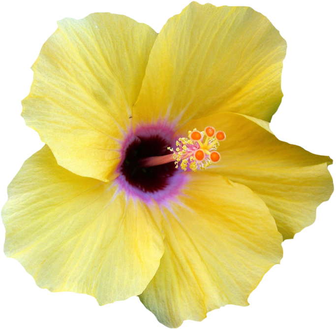 Yellow Hibiscus Flower Clipart - Hibiscus Flower Transparent Png (697x679)
