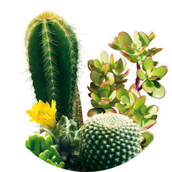 Cactus Y Suculentas - Weberocereus (496x360)