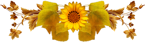 Sunflower (500x300)