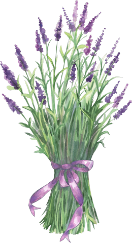 Cuadro - Lavender Clip Art (260x480)