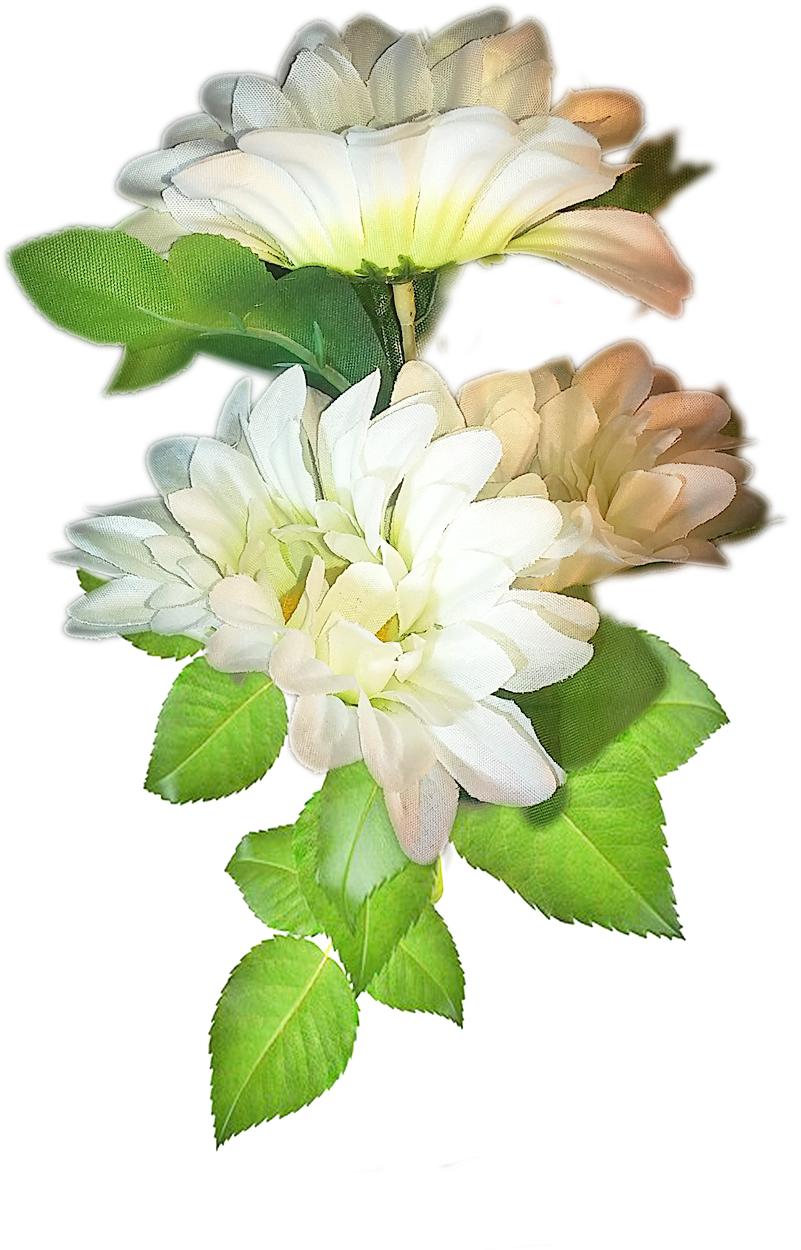 Ramo De 3 Flores Blancas - Rosa Rugosa (861x1399)
