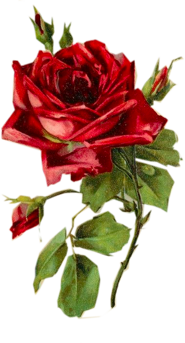 Laminas De Flores, Dibujos De Todo, Dibujo De Flores, - Red Rose Vintage Png (379x700)