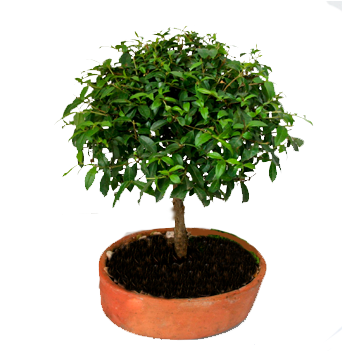 Affordable Bonsai With Plantas Decorativas Para Interiores - Sageretia Theezans (496x360)