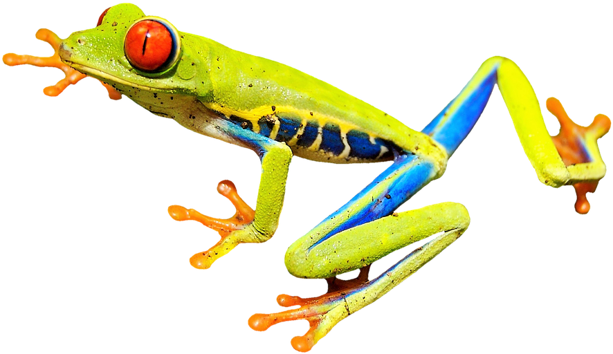 Green Frog Clipart Pixabay - Grenouille Aux Yeux Rouges (960x636)