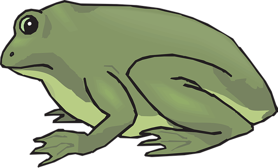 Frog Amphibian Tropical Rainforest Jungle - Frog (1280x772)