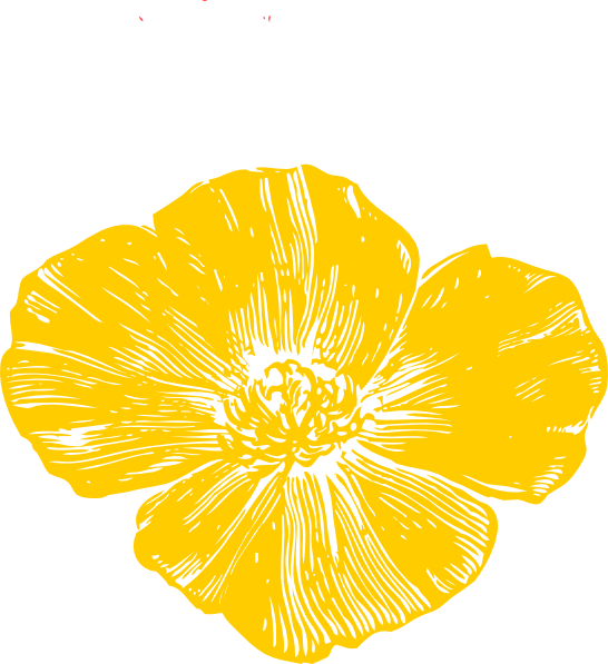 Yellow Poppy2 Clip Art At Clker - Yellow Poppy Png (546x597)