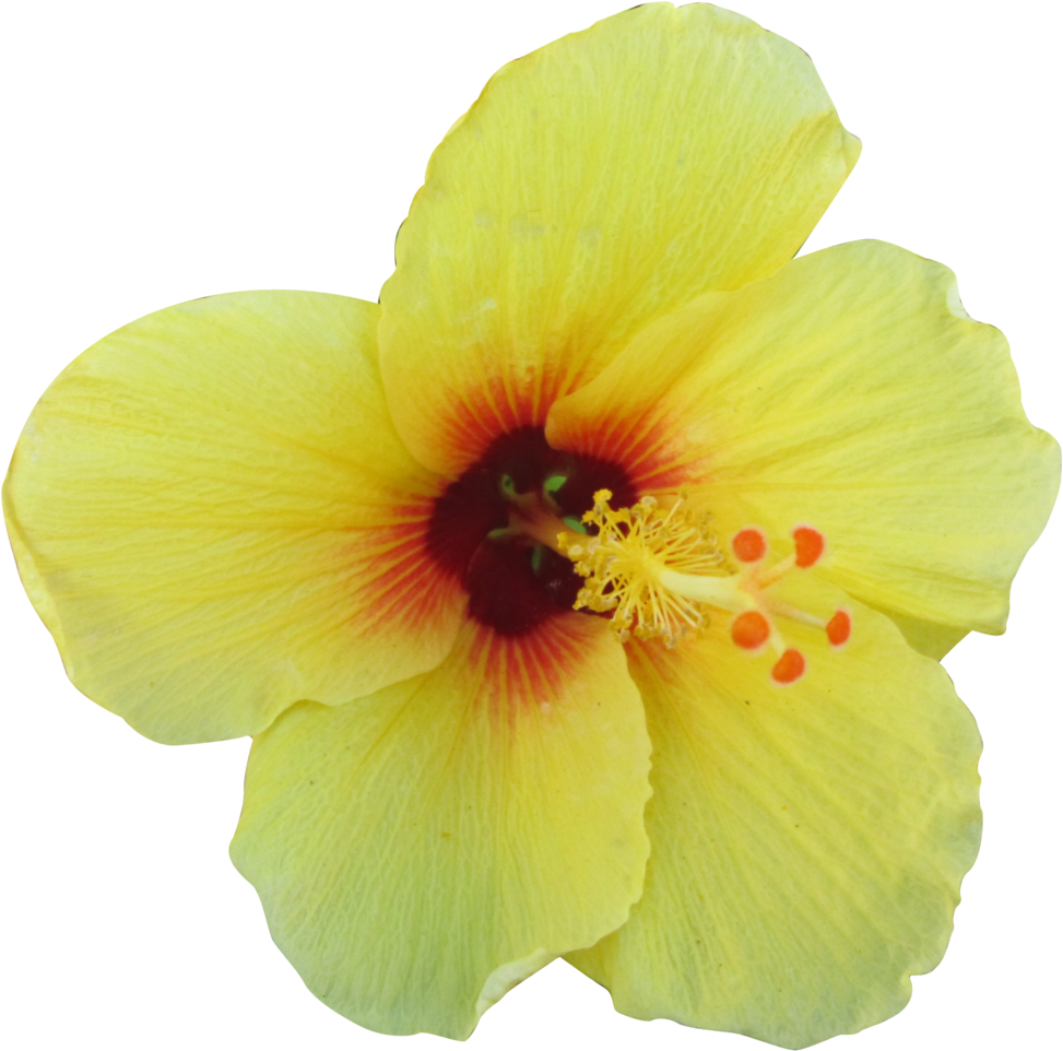 Yellow Tropical Flower Png (1024x1016)