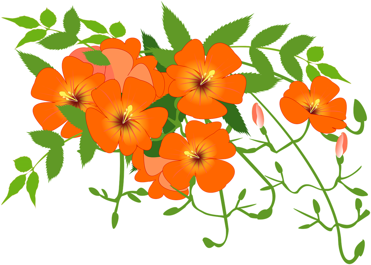 Chinese Trumpet Vine Flower Vine Png Image - Chinese Trumpet Vine (1280x960)