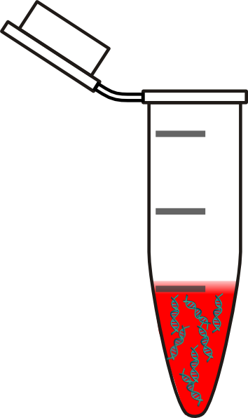 Eppendorf With Blood Dna Clip Art At Clker - Eppendorf Tube Dna (354x596)