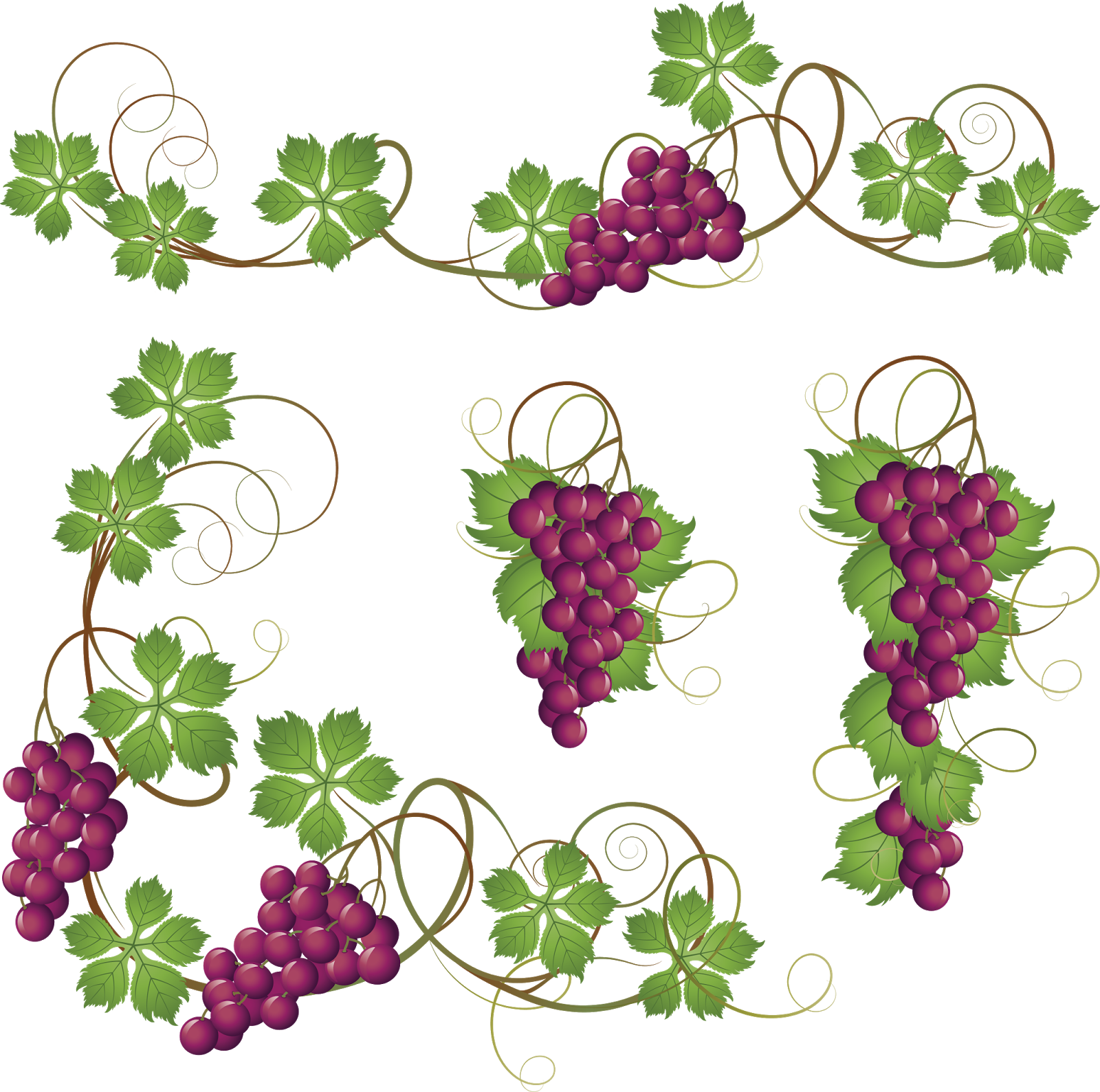 Common Grape Vine Clip Art - Grape Vine Border Png (1600x1588)
