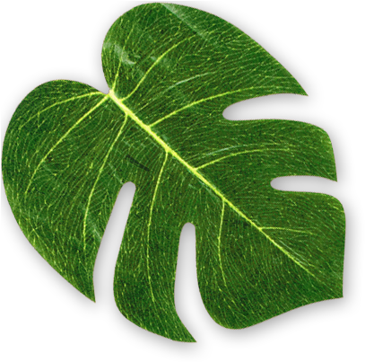 And Who Doesn't Love A Luau Put Them Together, And - Fun Express Fx In-70 1514 Tropical Leaves 4 Dozen (440x440)