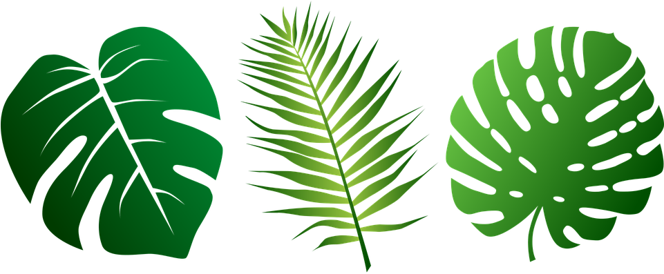 Free Luau Clipart 18, Buy Clip Art - Jungle Leaves Png (960x480)