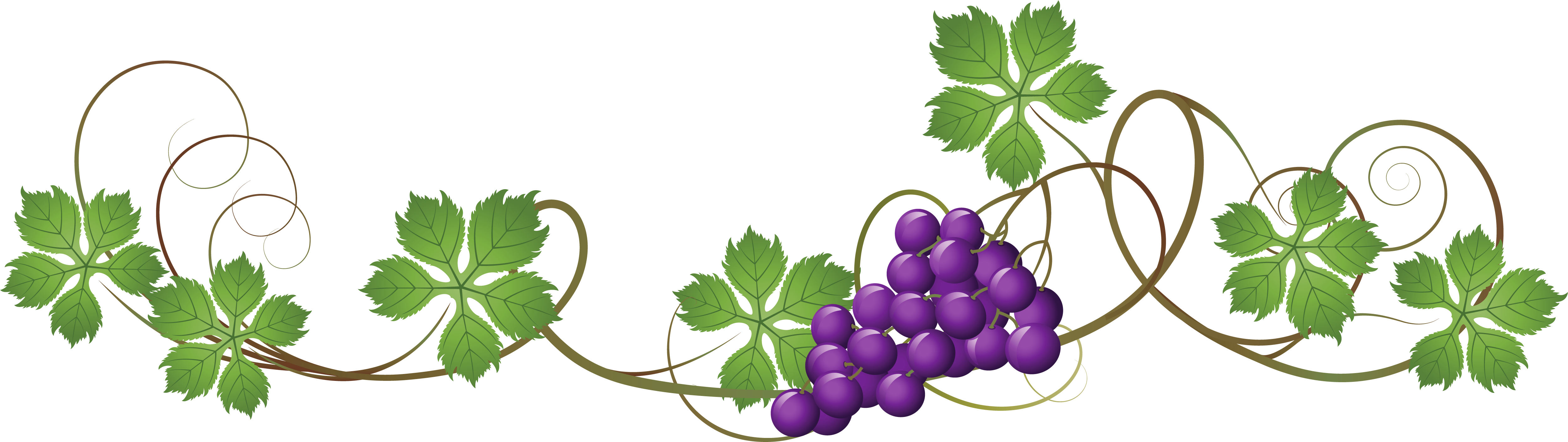 Vine - Grape Vine Border Png (5130x1608)