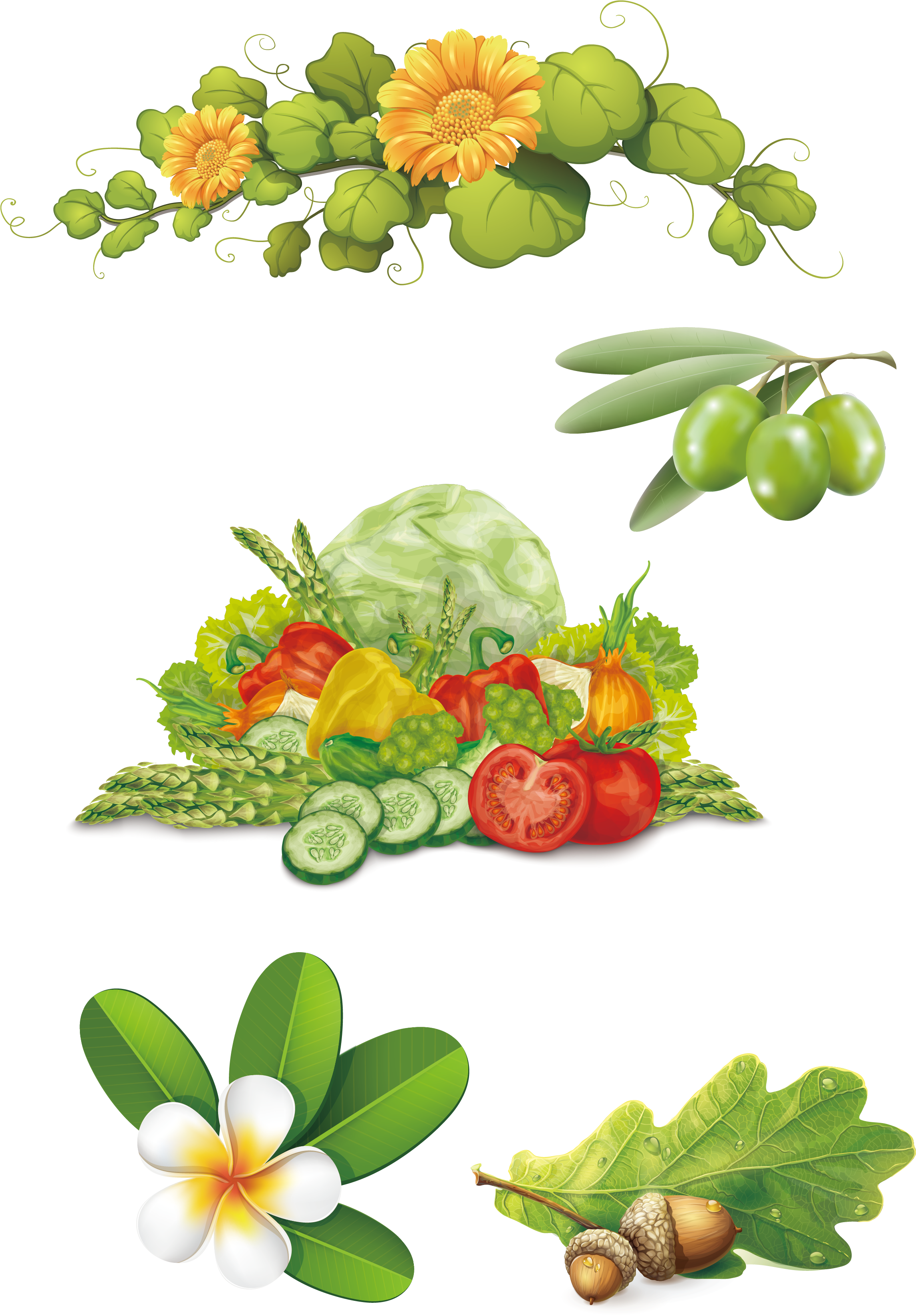 Vector Olive Vegetables Frangipani Flower Vine Acorns - Vegetable (2292x3321)