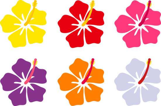 Colorful Hibiscus Flowers - Hibiscus Flower Cartoon (550x363)