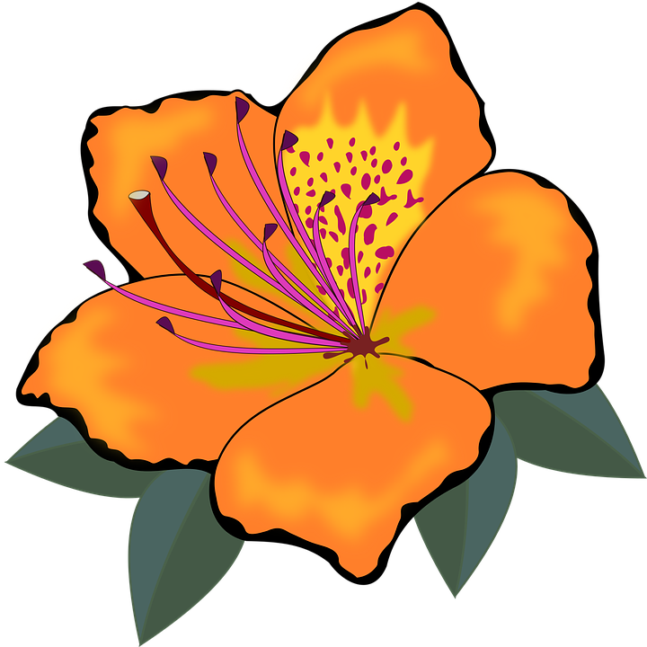 Hibiscus Flower Outline 7, Buy Clip Art - Orange Flowers Clip Art (720x720)