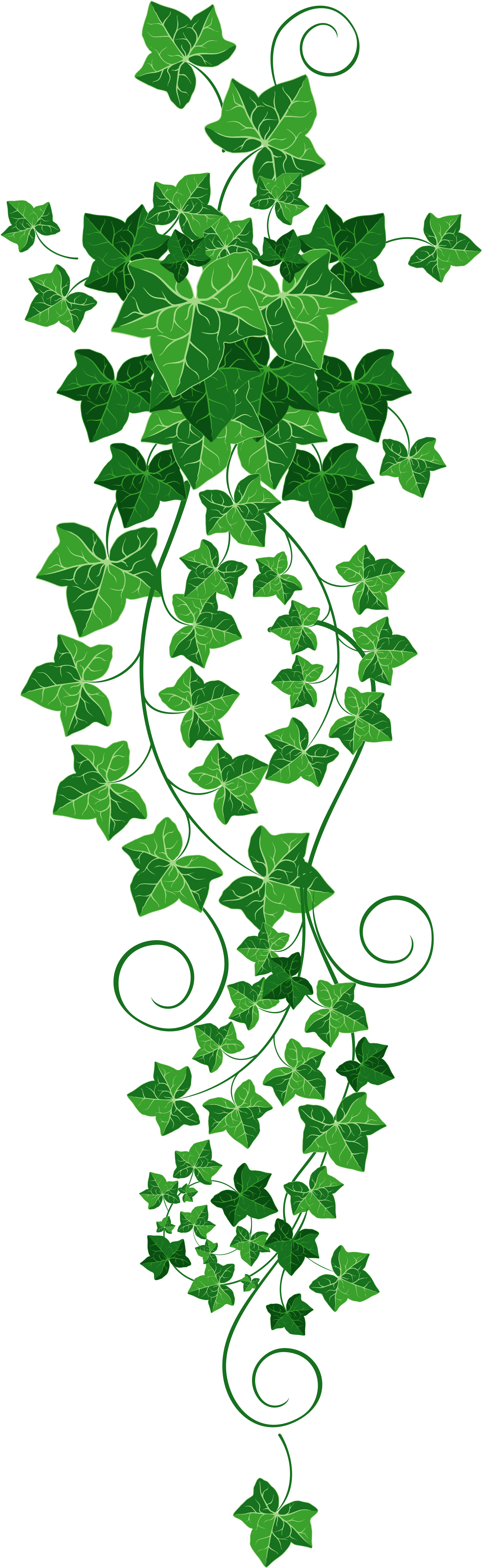 Transparent Grape Vines Clipart - Ivy Clipart Png (1795x5209)