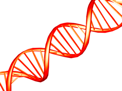 Dna Png - Brin Adn Png (400x300)