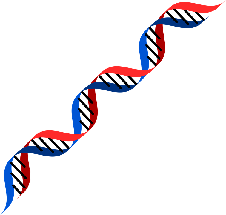 Dna Png - Dna Red And Blue (757x720)