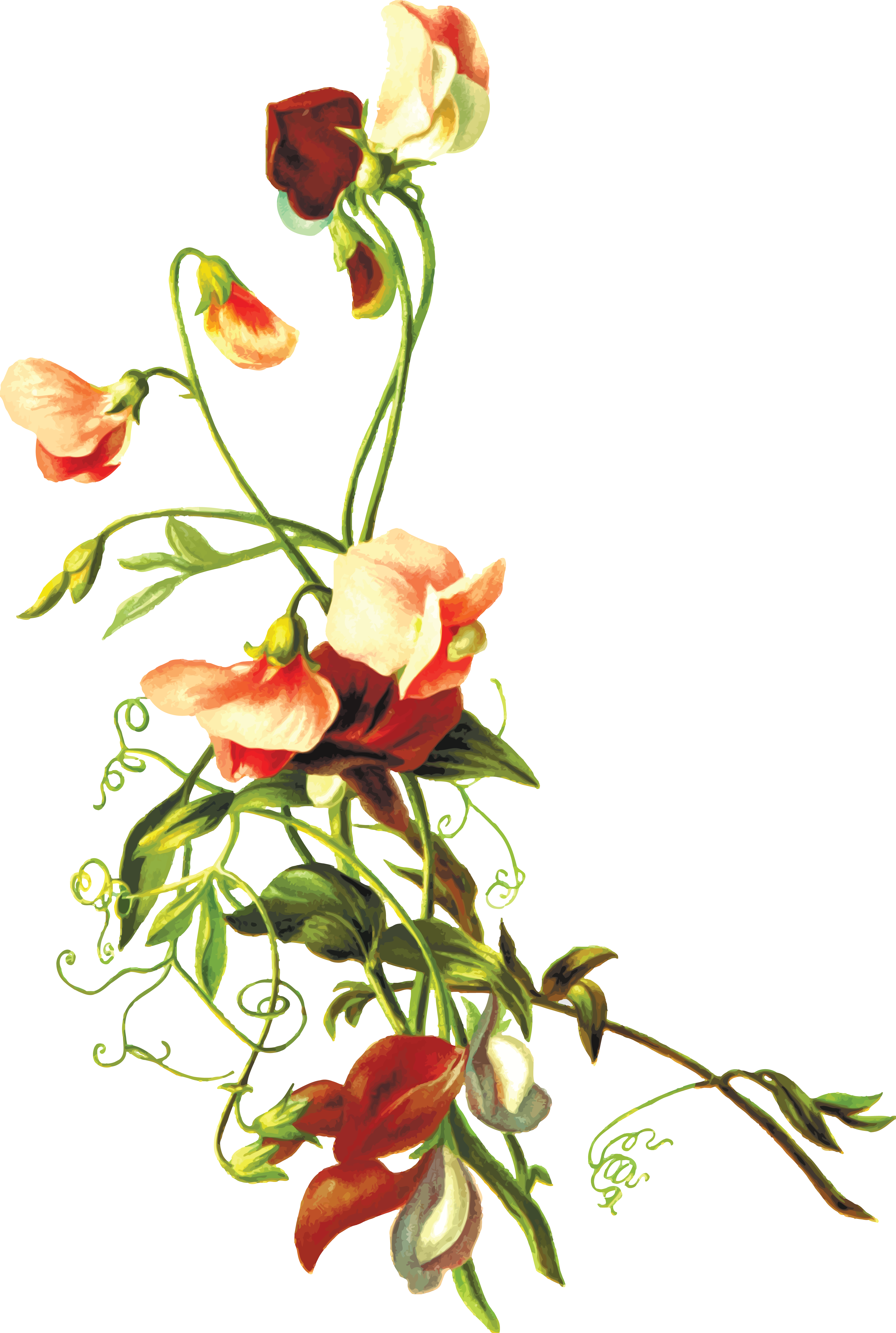 Free Clipart Of Flowers - Flower Leaf Png (4000x5947)