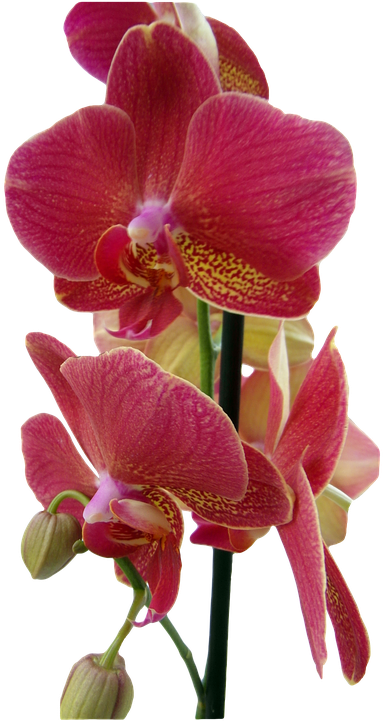 Orchideen Transparent (540x720)