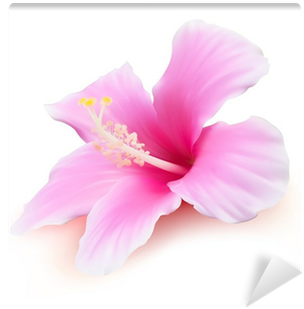 Hibiscus Tropical Flower Vector Illustration Wall Mural - Pip A Romance Of Youth [book] (400x400)