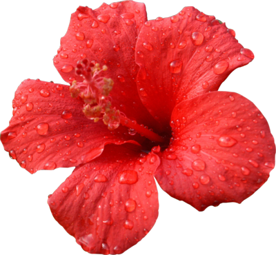 Tropical Flower Png Big Red Hibiscus Psd, Free Vectors - Flor De Hibiscus Png (400x370)