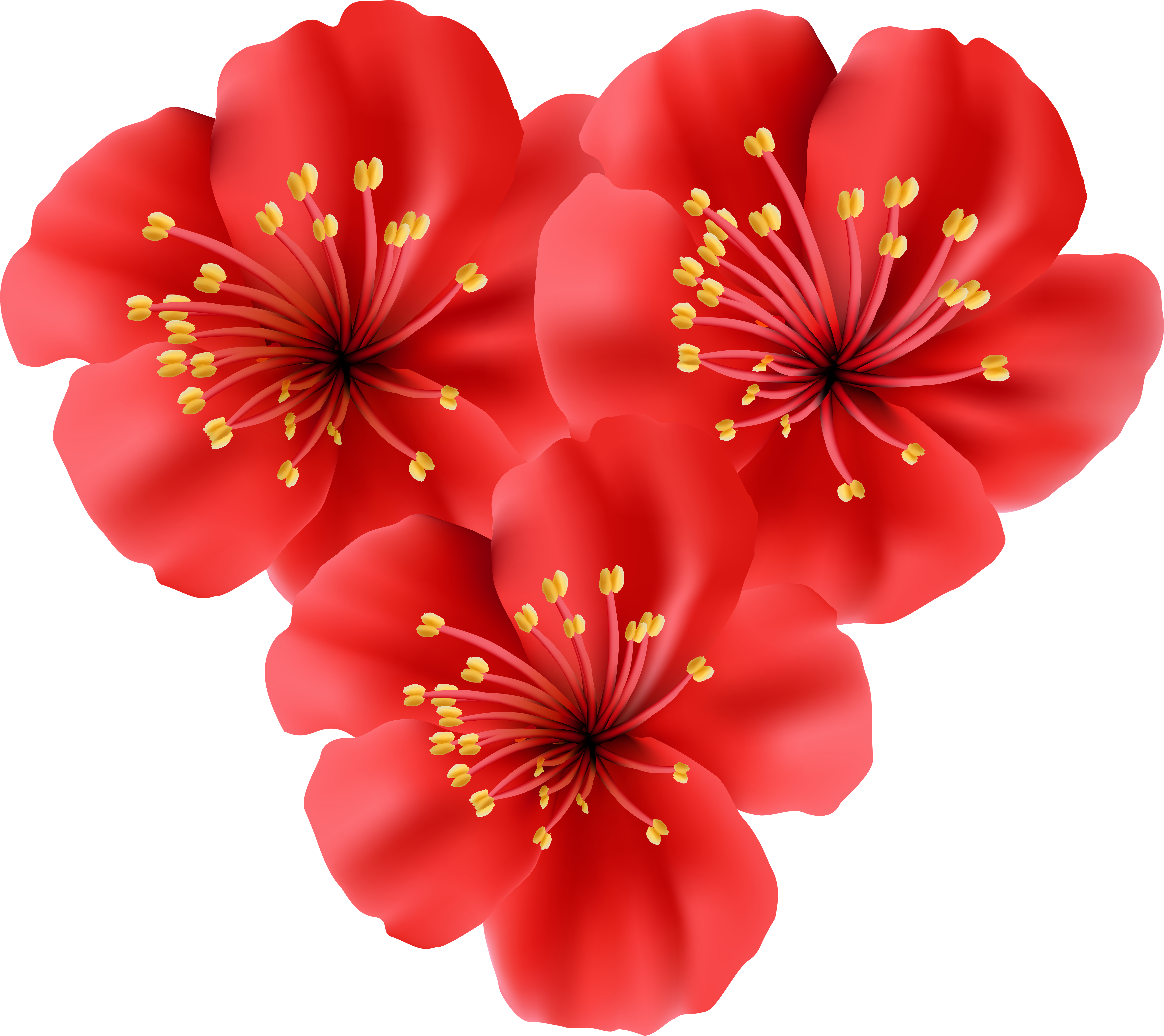 Png clipart. Цветочки. Цветы на прозрачном фоне. Красные цветы на прозрачном фоне. Цветочки клипарт.