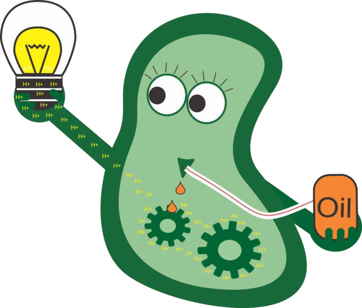 Teammanaus Amazonas Brazilackground - Bioremediation Bacteria (705x600)