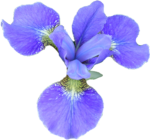 Flower - Flower Clipart Realistic (502x476)