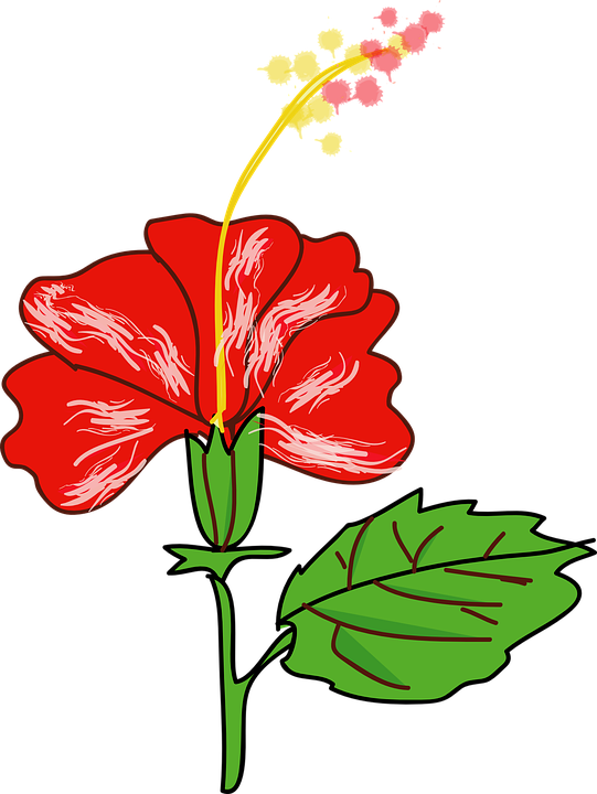 Tropical Flowers Cliparts 19, - Gumamela Clipart (541x720)