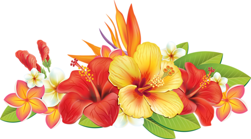 0 Cc5c4 B799d61a Xxxl - Tropical Flowers Vector Png (500x277)