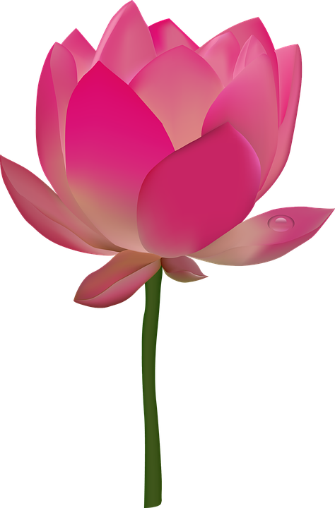 Tropical Flowers Clipart 17, - Lotus Flower Transparent (474x720)