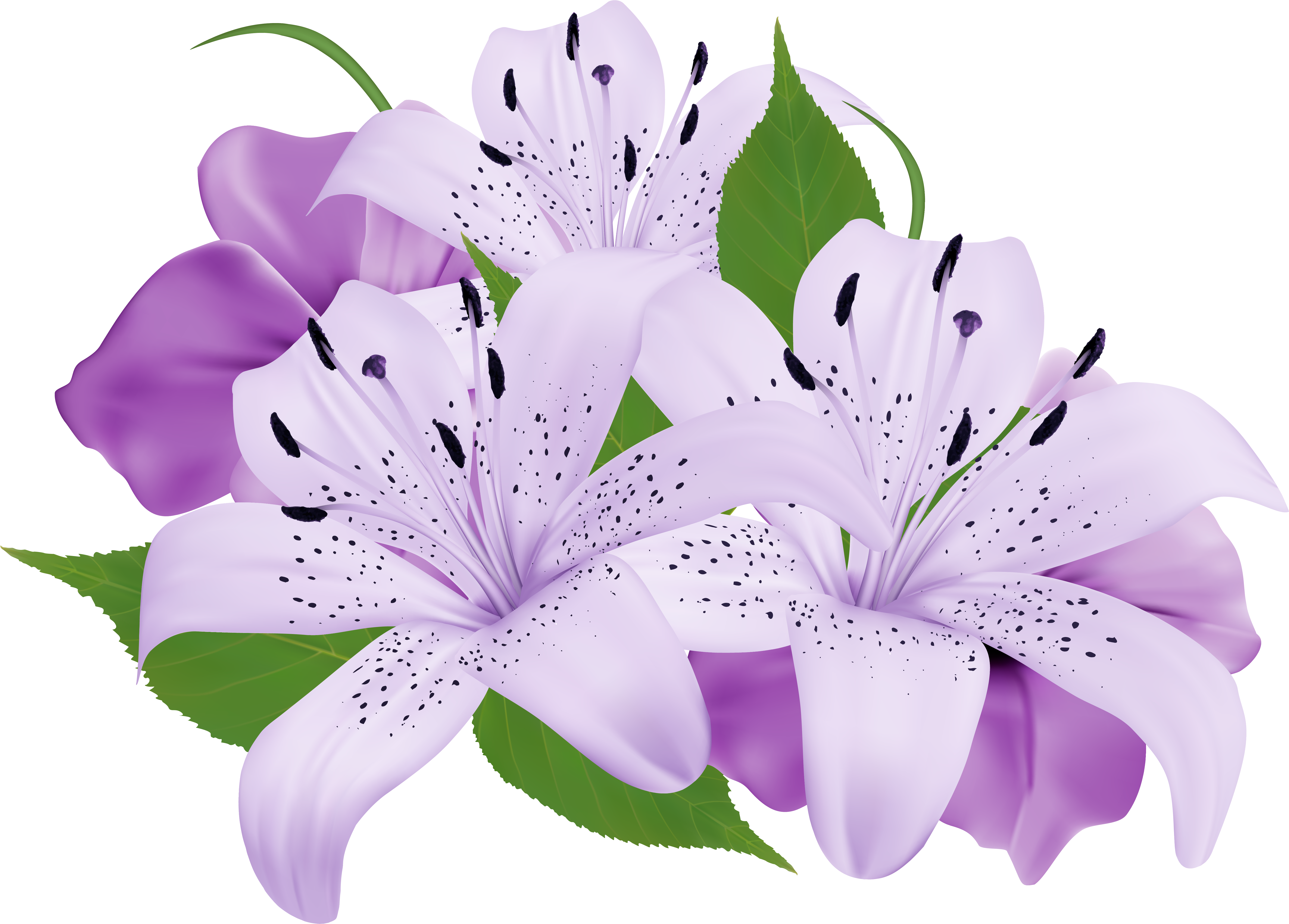 Lopez Flowers Encinitas - Exotic Flower Clip Art (6278x4485)