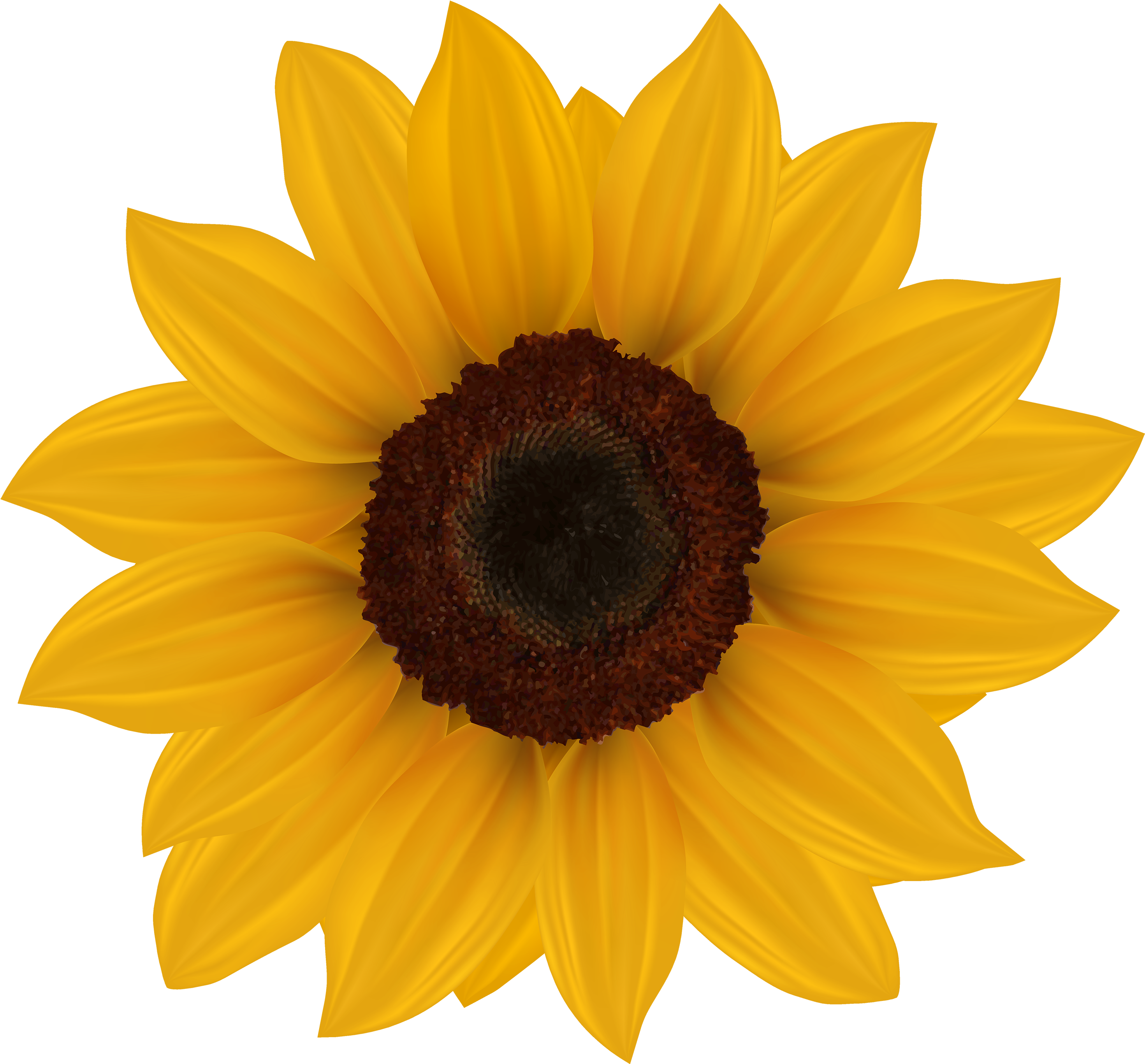 Sunflower Png Clipart Image - Sunflowers On Transparent Background (3000x2789)