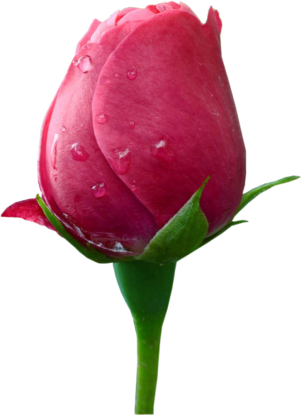 Flowers Png - Png Images For Photoshop Hd (1600x900)