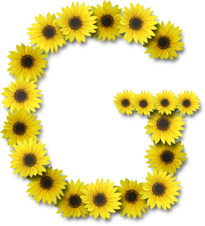 Alfabeto Sunflowers - Letter O With Sunflower (696x767)