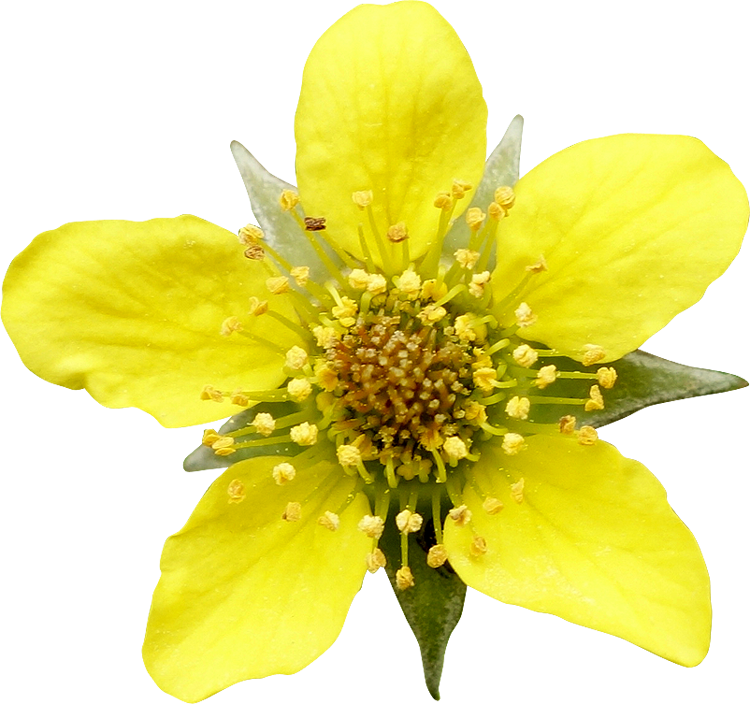 Fleur3 Photogriffon - Png Transparentes Gratuites (750x704)