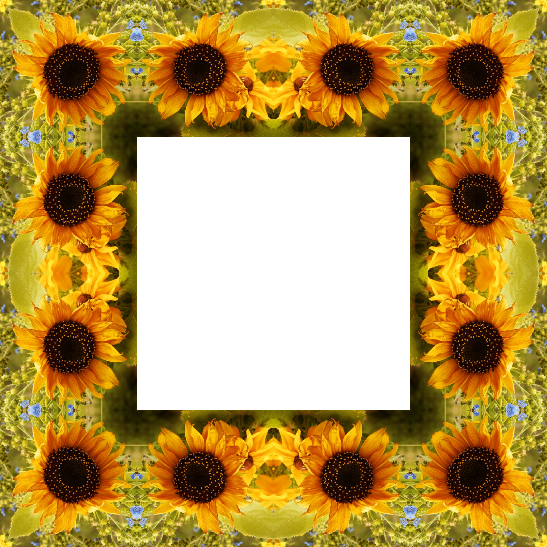 Clipart Sunflower Png Best Image - Portable Network Graphics (1800x1800)