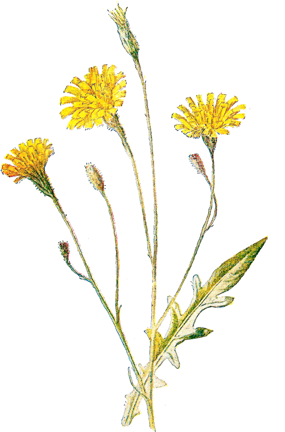 All This Week I'm Posting Beautiful Flower Digital - Antique Print Of Autumnal Hawkbit Botanical C1883 Color (1114x1600)