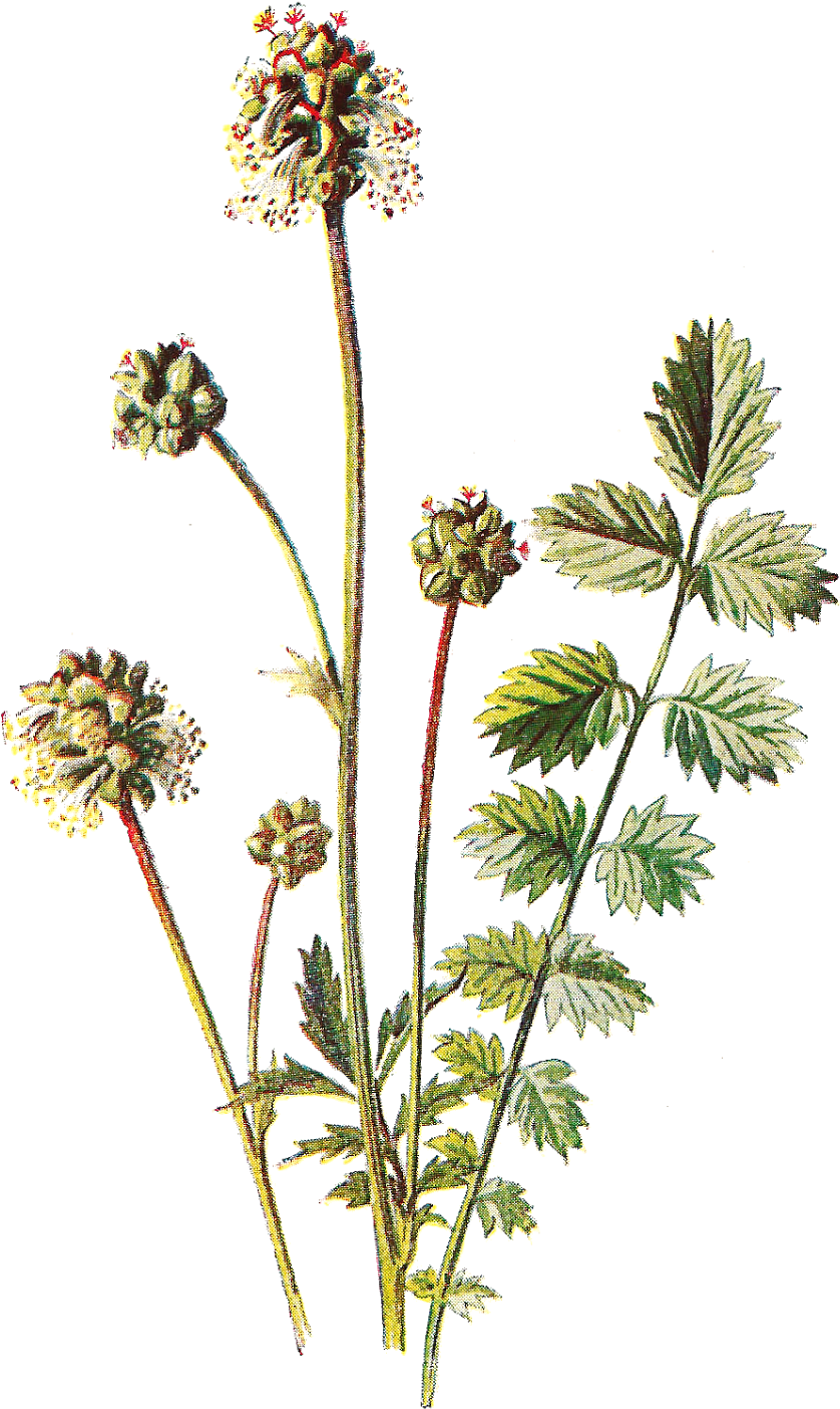 Wildflower Clipart Different Flower - Vintage Floral Prints Free (1071x1600)