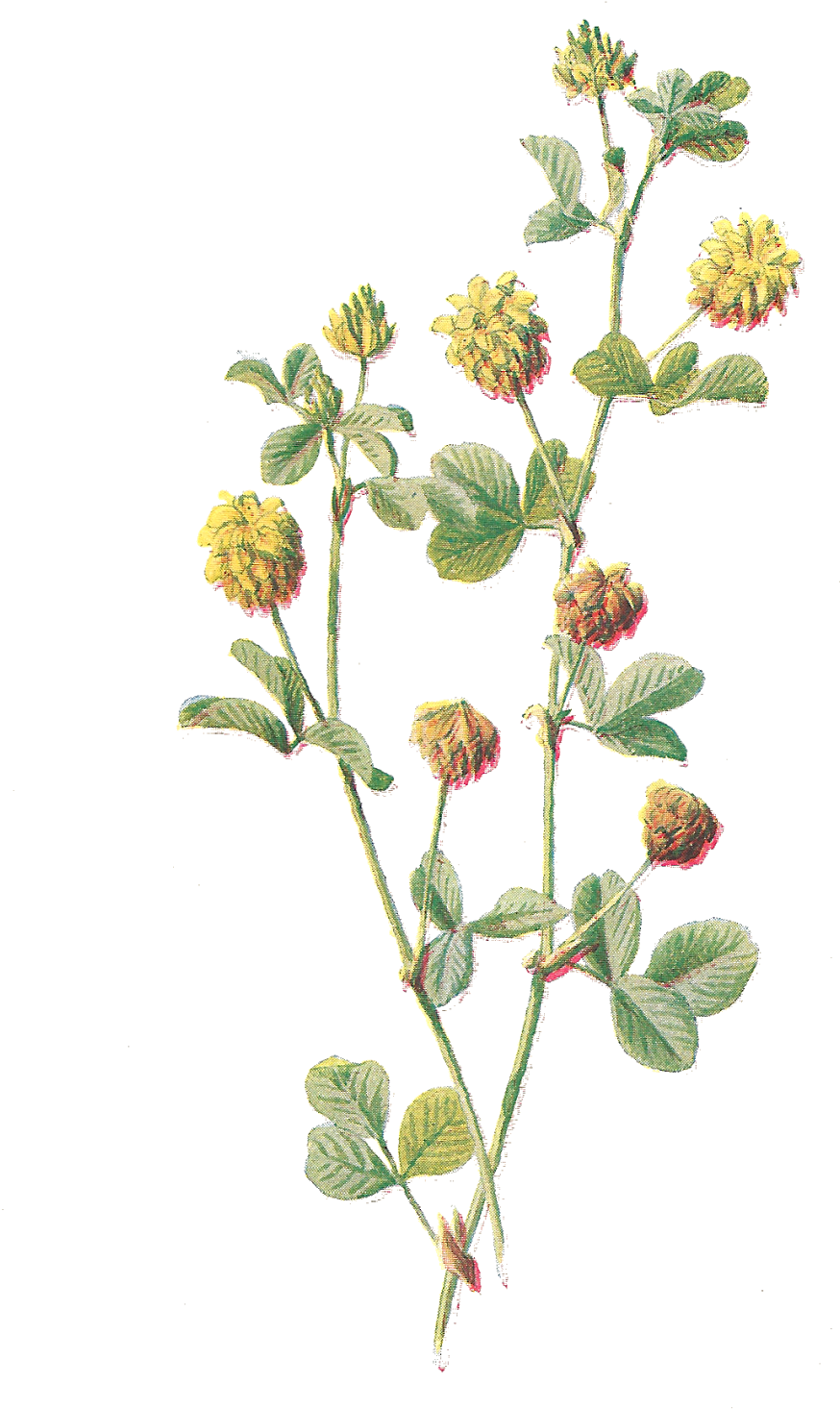 Wildflower Clipart Vintage - Wildflowers Transparent (1050x1600)
