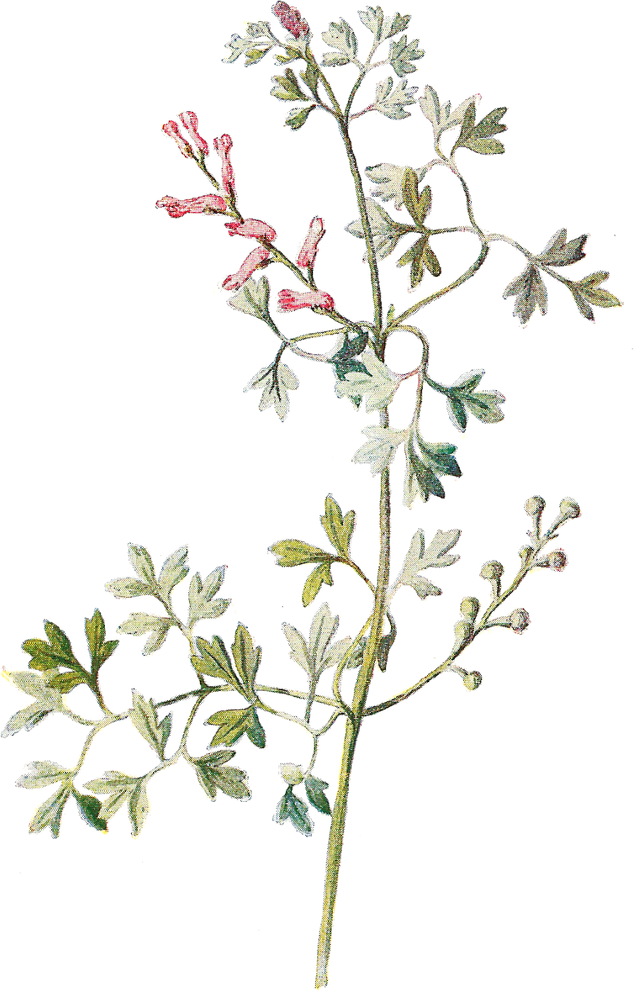 Pin Wild Flower Clip Art - Antique Print Of Botanical Color C1883 Fumitory Plant (1068x1600)