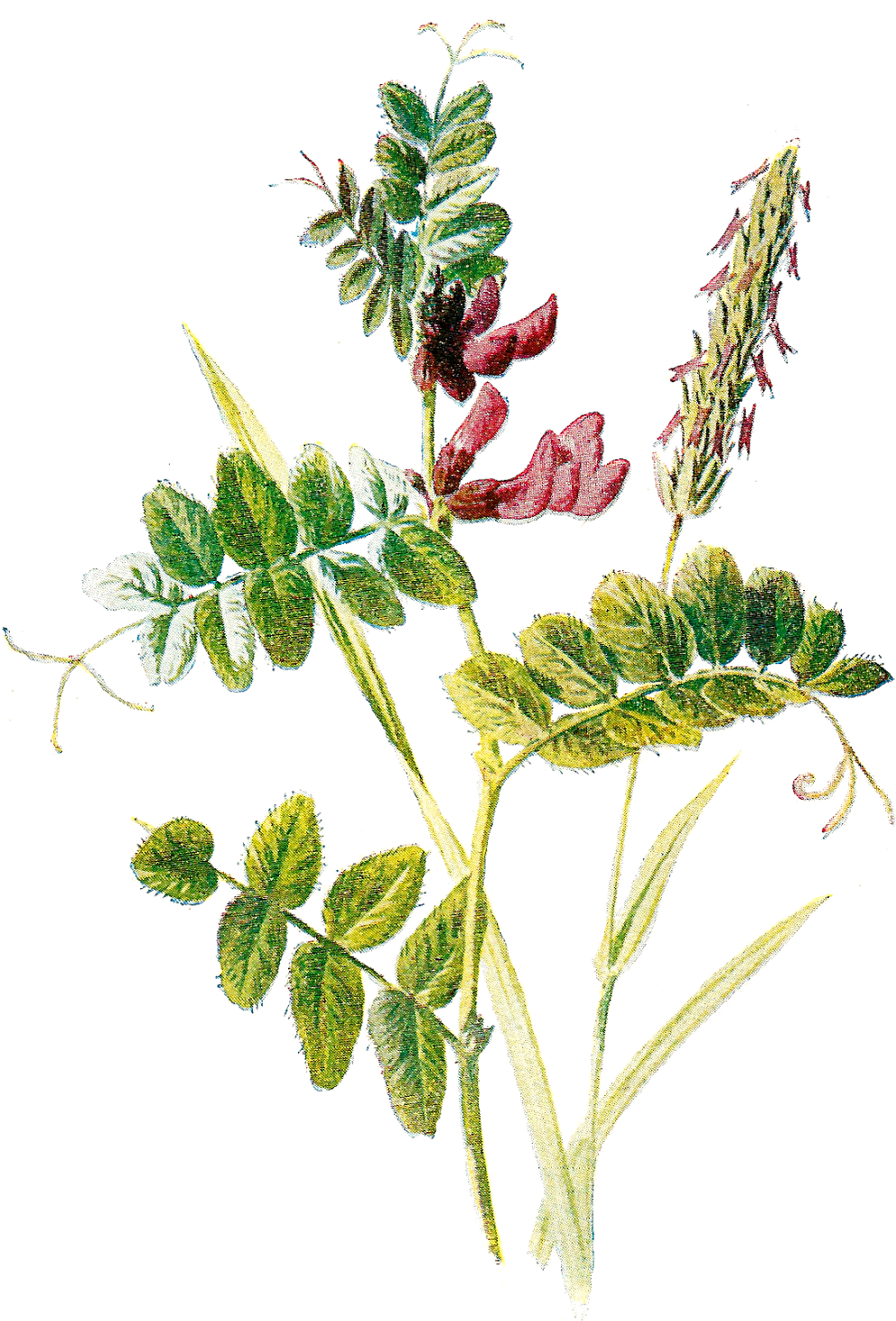 Wildflower Clipart Botanical Illustration - Botanical Clip Art Free (1205x1600)