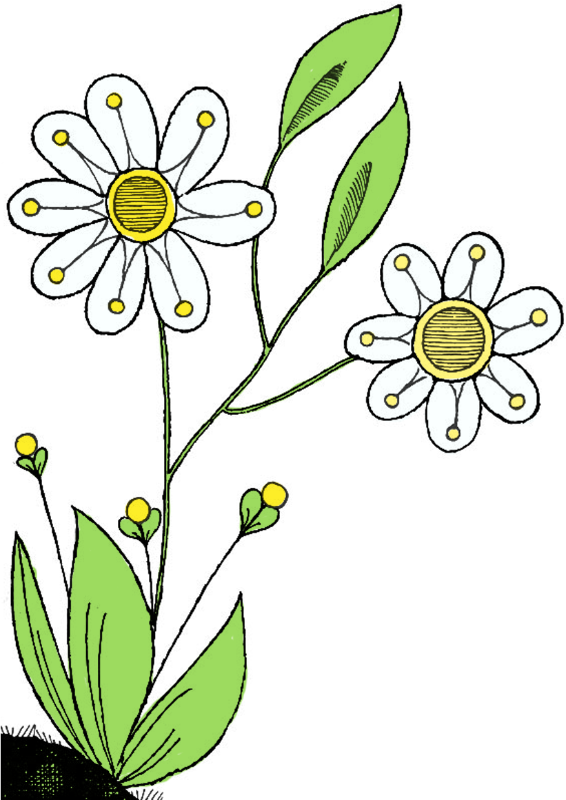 Birthday Flowers Clipart - Felice Anniversario Amore Mia, Happy Anniversary To (840x1200)
