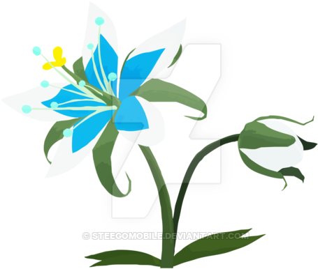 Breath Of The Wild - Hymenocallis Speciosa (600x563)