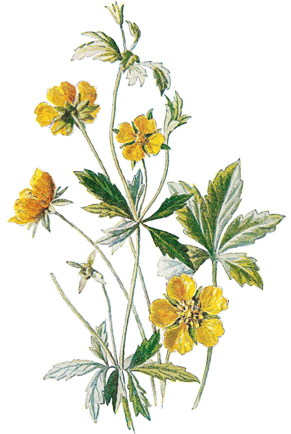 Wildflower Clipart Botanical Illustration - Antique Print Of Tormentil Cinquefoil Wild Flower C1883 (1164x1600)
